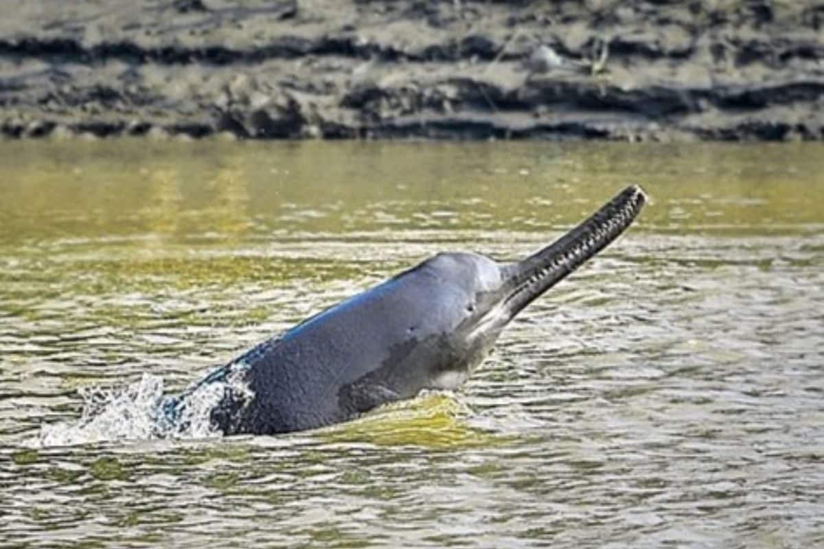 UP Launches Special Drive to Rescue Seven Rare Gangetic Dolphins Stranded in Lucknow Canal