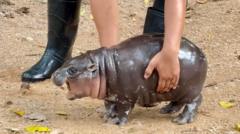 A baby hippo is going viral – and paying the price