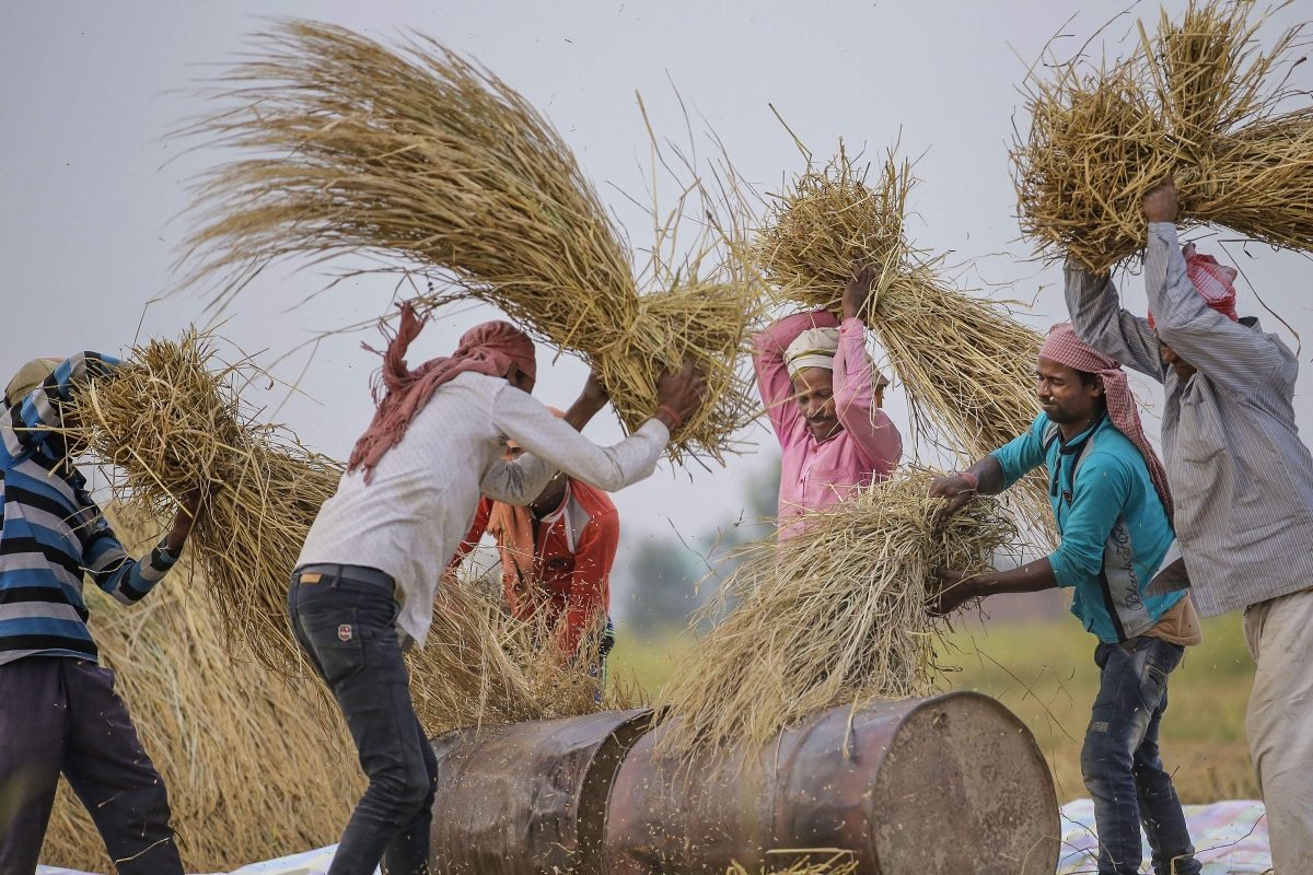 From PM Kisan Samman Nidhi, More MSP to Reduced Export Duty: How ‘Kisan Mitra’ Modi Revolutionised Agriculture