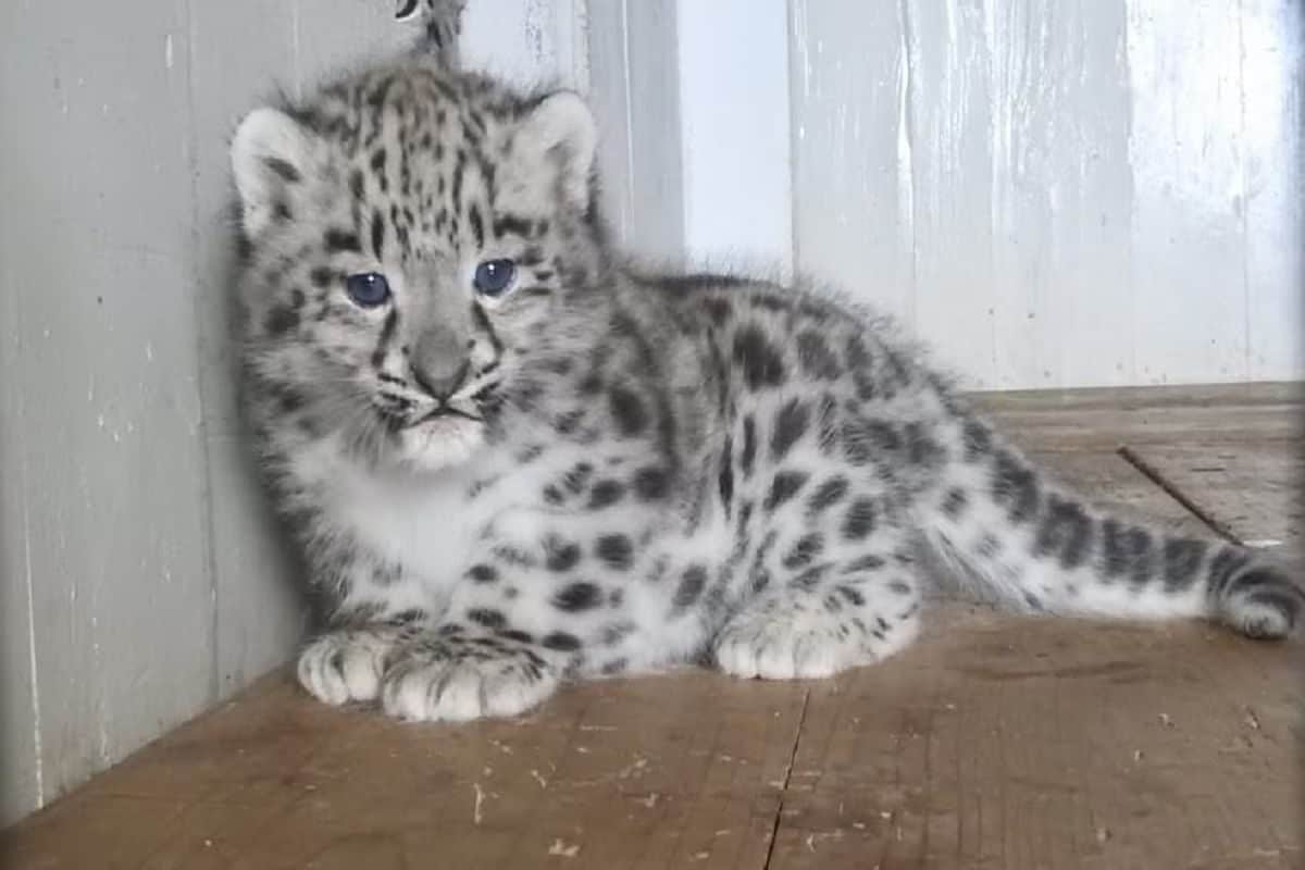 4 Red Pandas And 2 Snow Leopards Born In Darjeeling Zoological Park