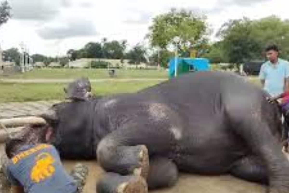 How Mysore Dasara’s Star Elephant Bheema Enjoys Bath Time