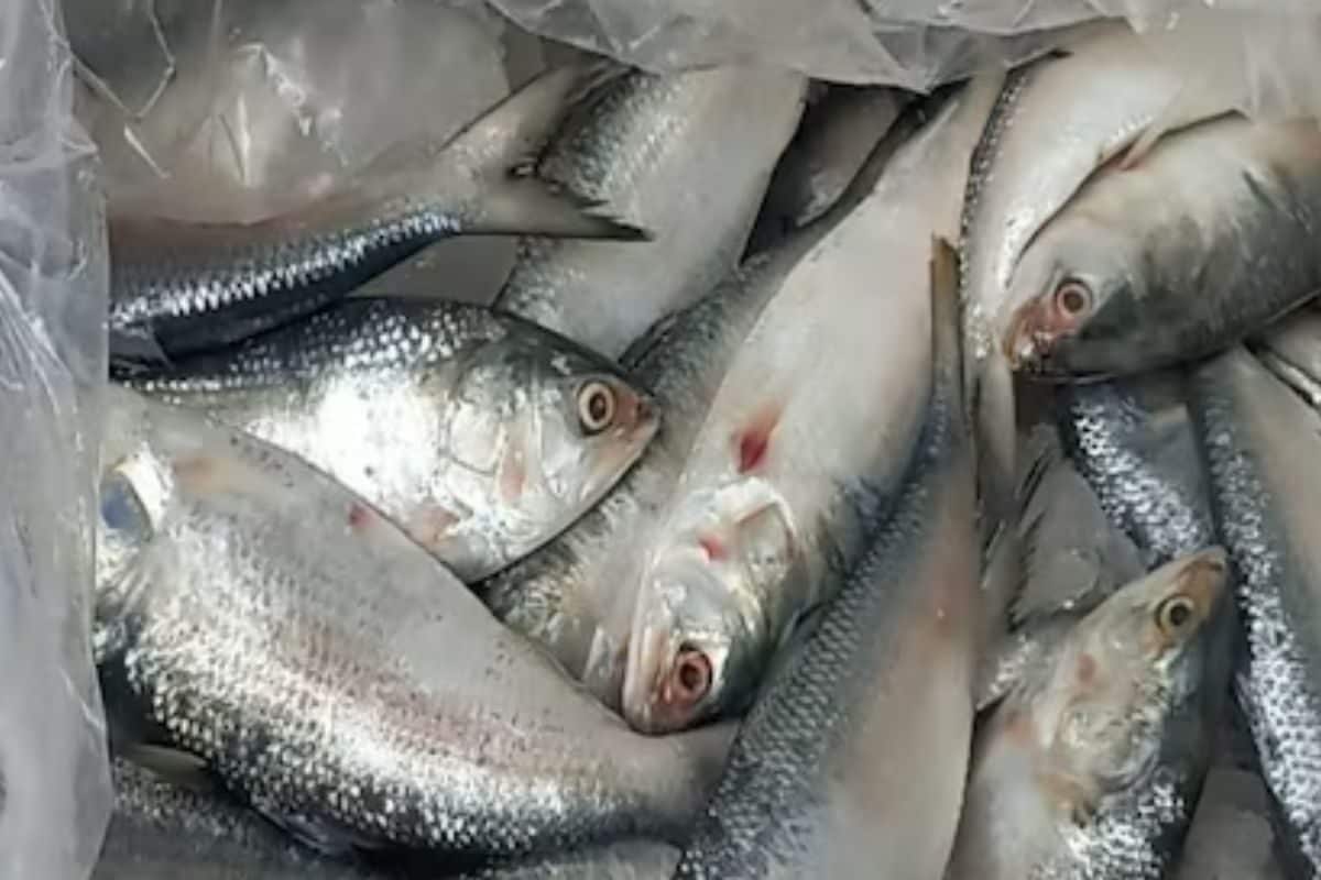 In Bengal’s Malda, Hilsa Fish Thief Caught Red-handed In Market