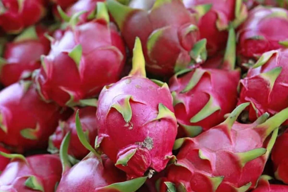 How This Mysuru Farmer Is Earning In Lakhs From Dragon Fruit Cultivation