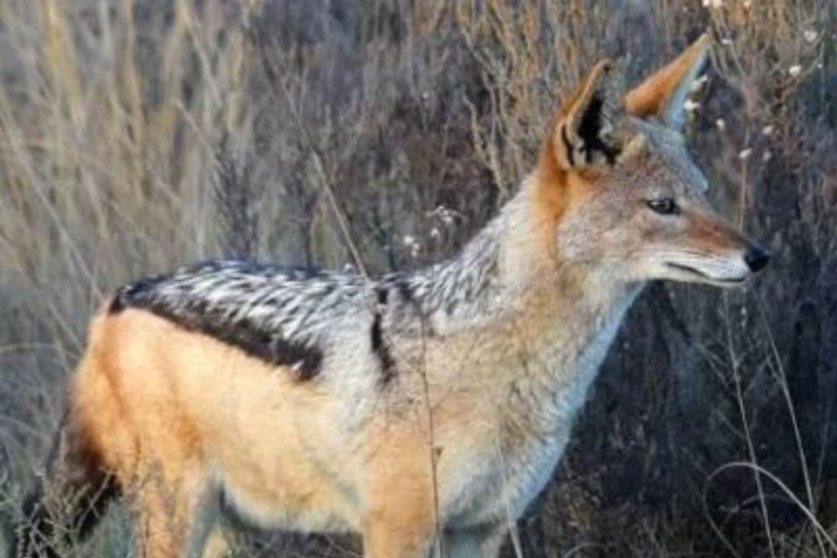 Seven Injured, Including Two Children, In Jackal Attack In Pilibhit’s Jehanabad District