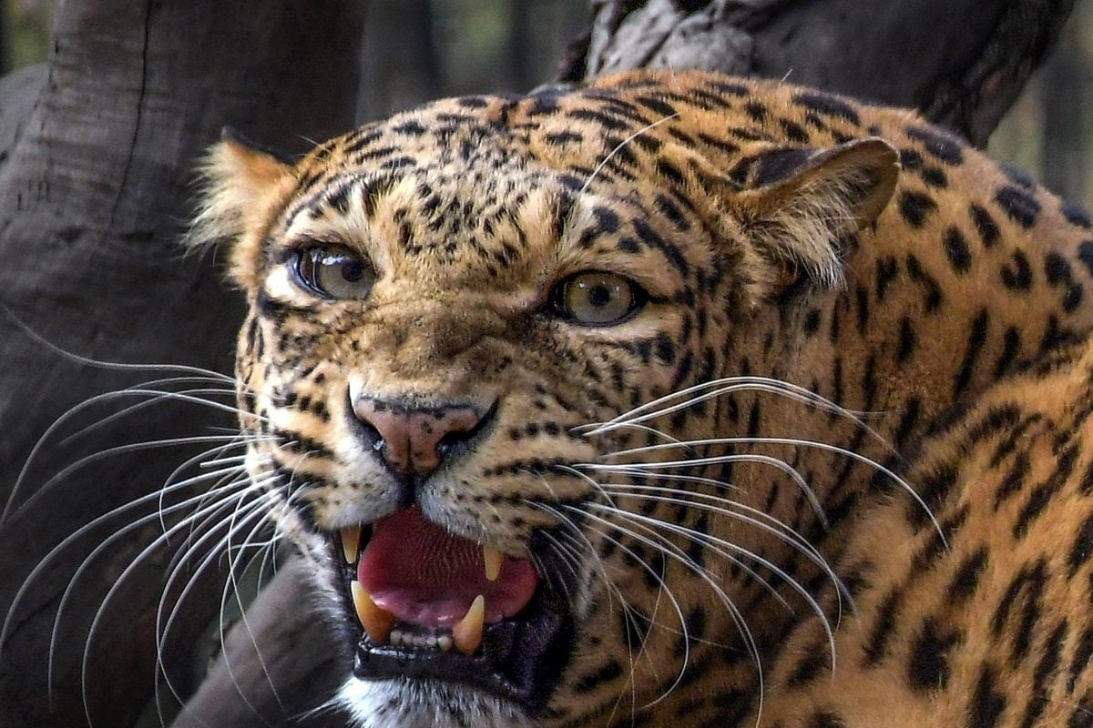 Bengaluru: High Alert In Electronic City After Leopard Spotted Crossing Flyover
