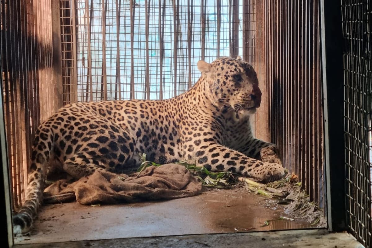 ‘Nazar Lag Gayi Hai’: Man-eater Leopards Give Sleepless Nights To Villagers in UP’s Bijnor, Kill 25 In Over A Year