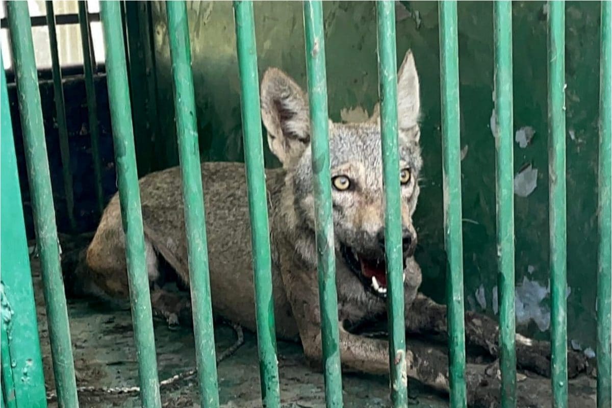 Another Wolf Attack In UP’s Bahraich, 11-Year-Old Girl Injured; Hunt Continues for Sixth Predator