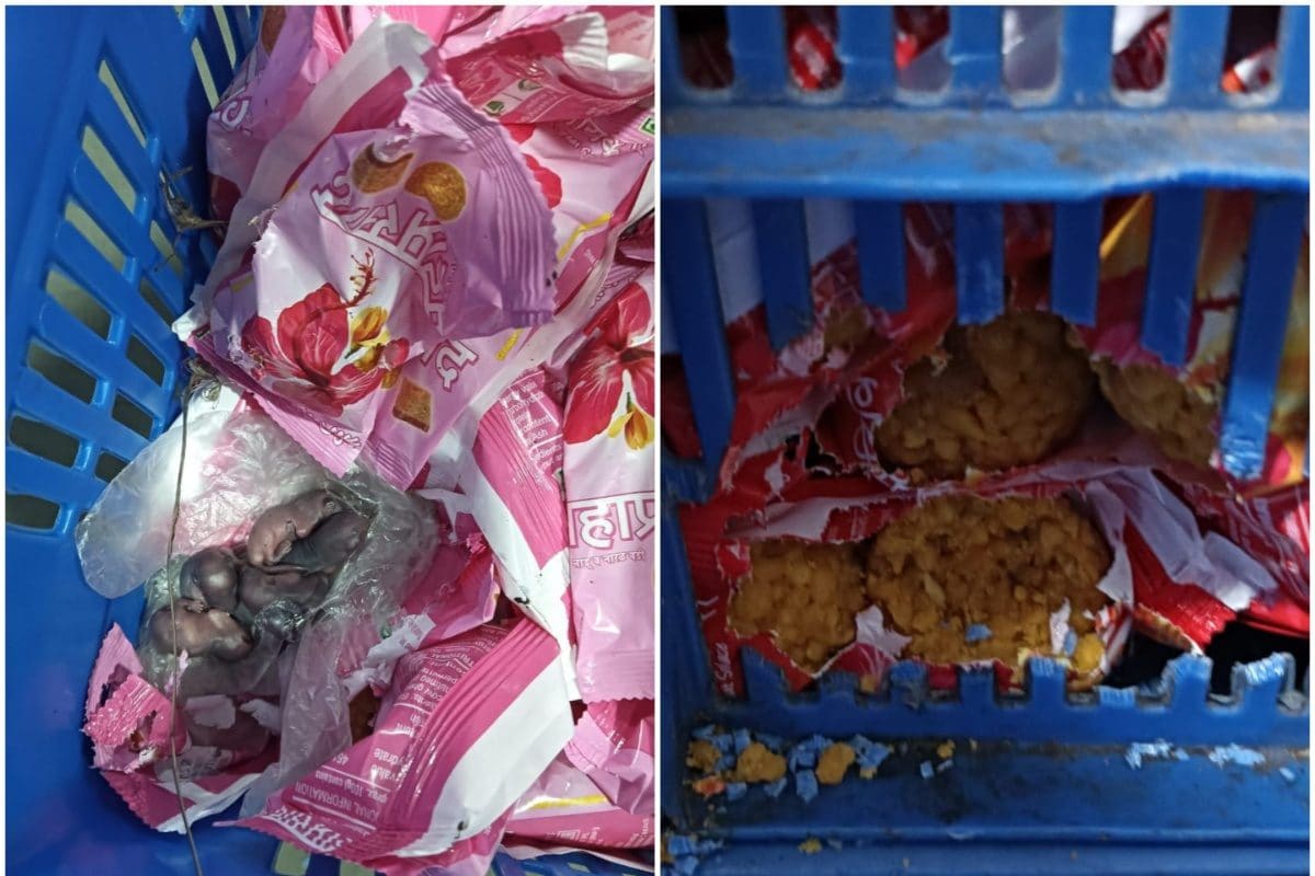 Siddhivinayak Temple Trust Launches Probe After Viral Video Shows Mice on Prasad Packets