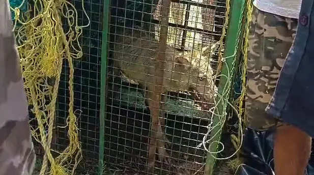 2 attacks revive wolf terror in Uttar Pradesh’s Bahraich after 6-day lull