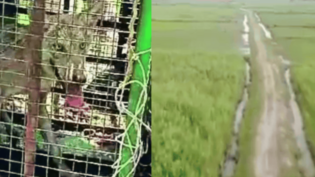 Thermal drones to teddy bear baits: How authorities are tracking UP’s killer wolves