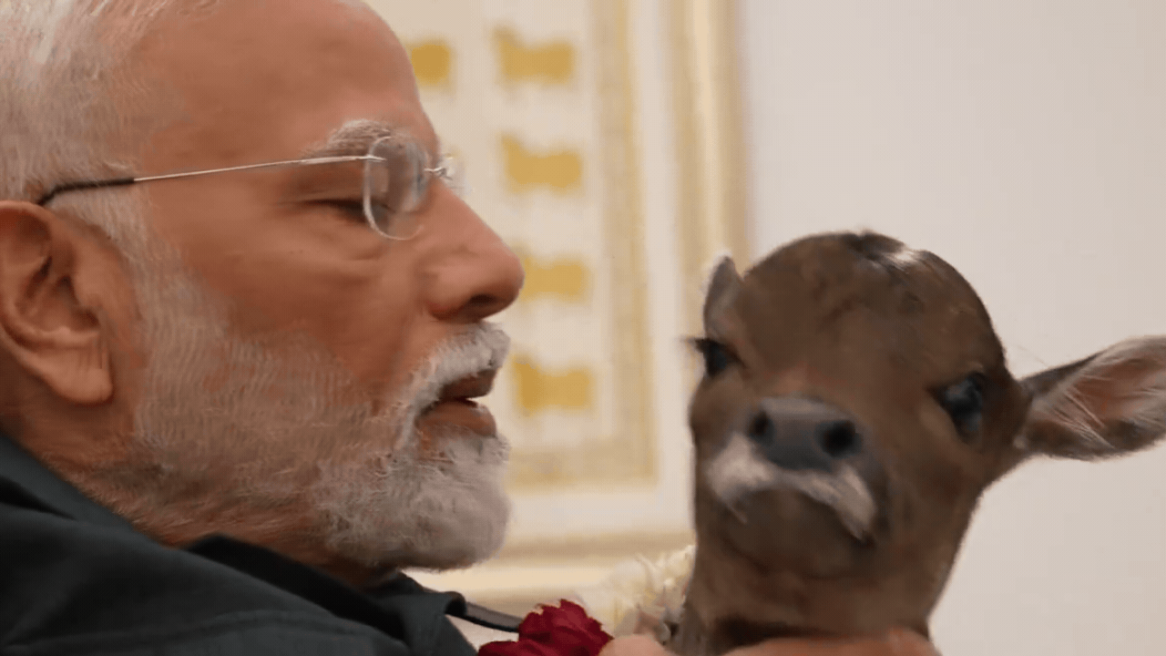 Watch: PM Modi welcomes birth of calf ‘Deepjyoti’ at residence