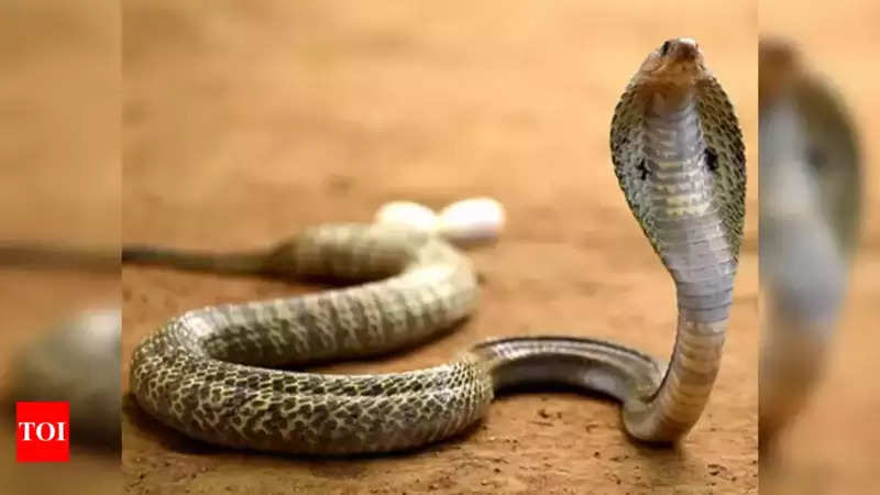 Man dies of snakebite; villagers burn reptile alive on his funeral pyre