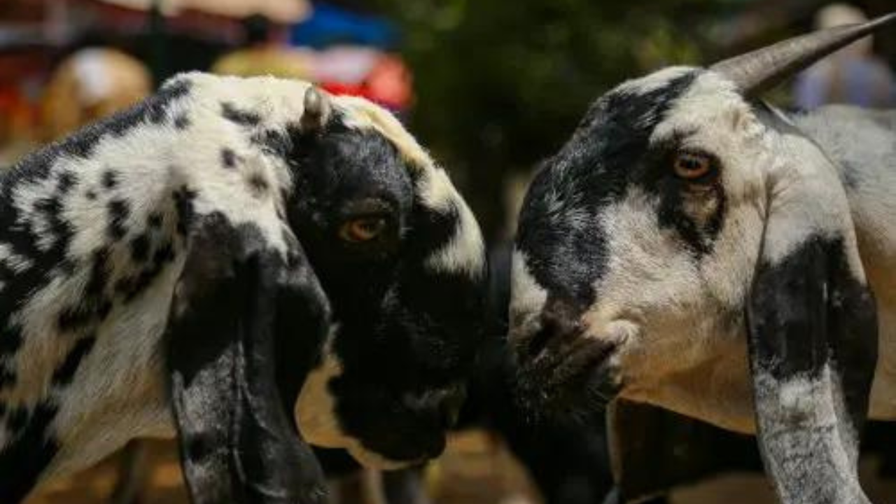 Leopard traps fail as goat baits turn into feast’s for thieves in UP’s Bijnor