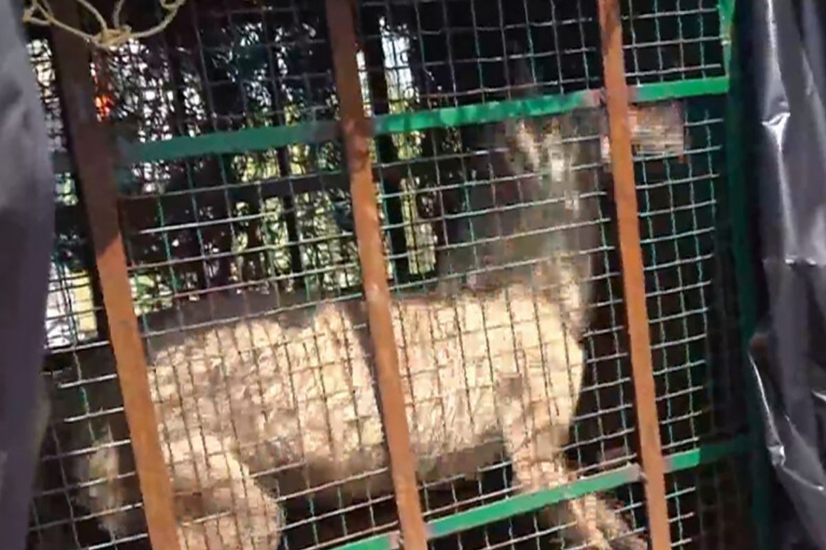 Understanding Wolf Attacks in UP: Why Are Wolves Still a Threat Despite Advanced Technology?