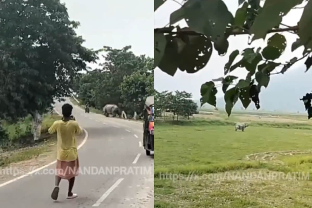 Assam Biker Mauled To Death By Rhino Near Pobitora Wildlife Sanctuary | Video