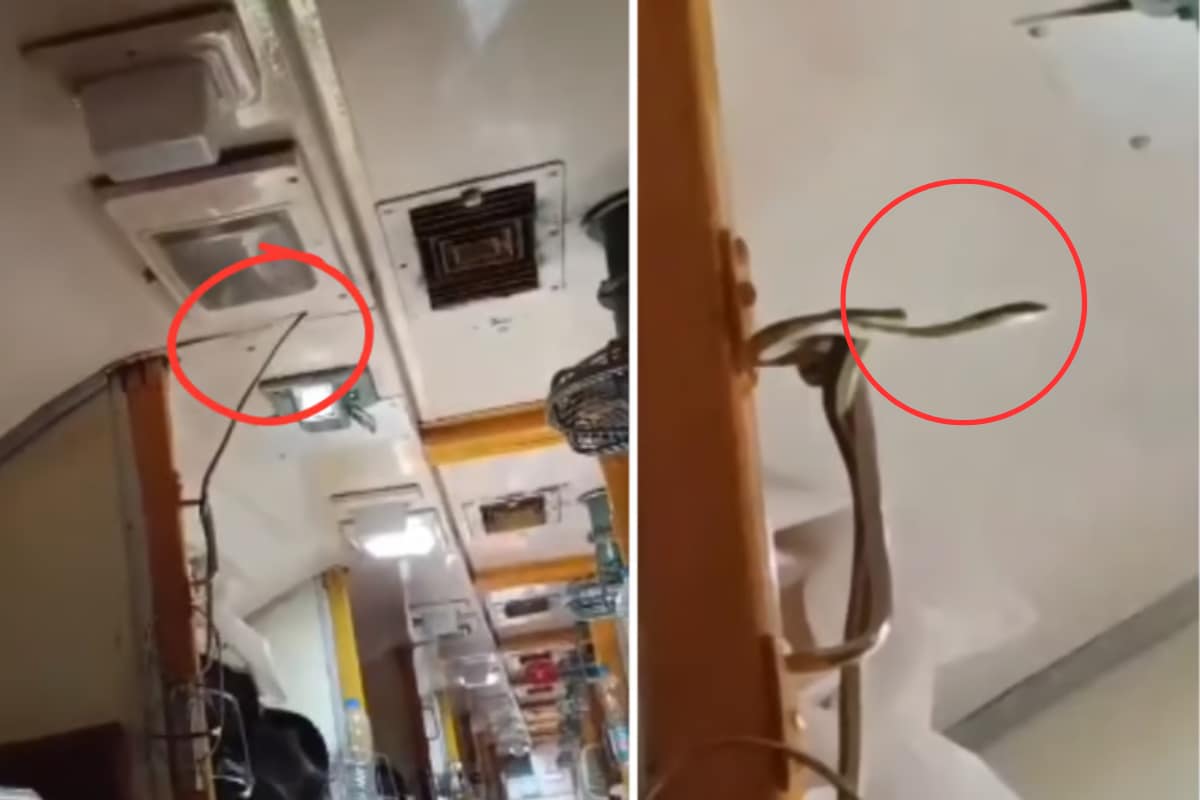 Video: Snake Spotted Inside Jabalpur-Mumbai Garib Rath Express Train, Netizens Slam Indian Railways