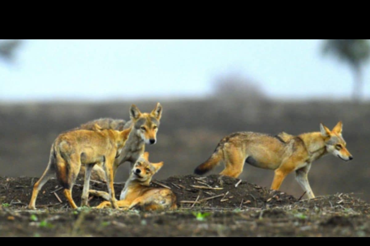 Why Are Wolves Back to Hunting Children in UP’s Hinterland after 30 Years? Here’s What Scientists Say