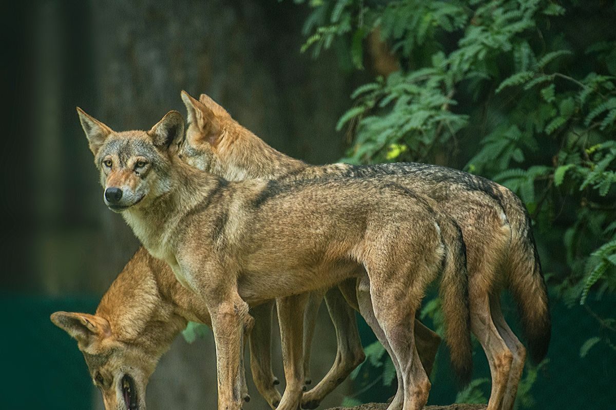 ‘Pichhle Janam ka Paap’: In UP’s Pratapgarh, Bahraich Wolf Attacks Bring Back Memories of 1996 Horror