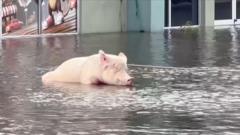 Moment pig tied to petrol station is rescued from floodwaters