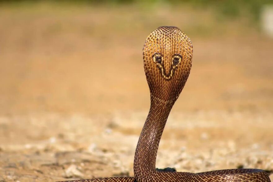 Snake Bites Kill Father and 4-Year-Old Son in Rajasthan, 3 Other Family Members Also Bitten