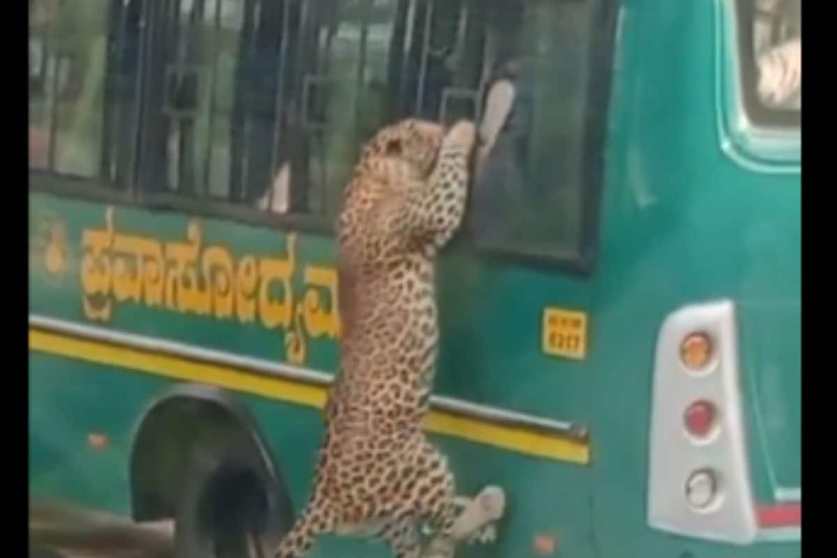 Watch: Video of Leopard Leaping At Safari Bus At Bannerghatta National Park Goes Viral