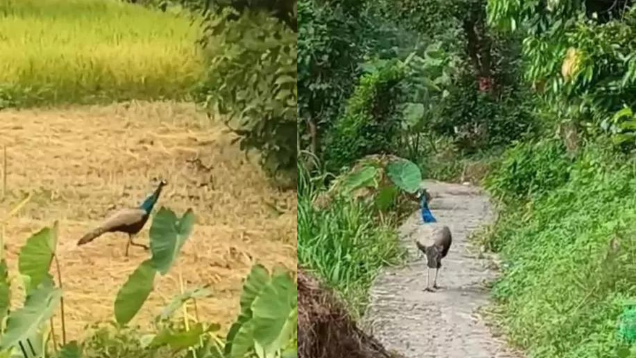 Peacock seen at 6,500 feet, likely sign of climate change: Experts