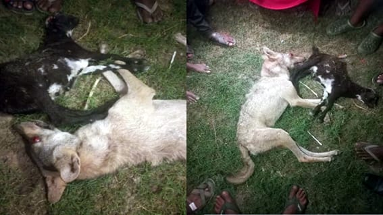 Bahraich nightmare comes to an end as villagers kill final wolf