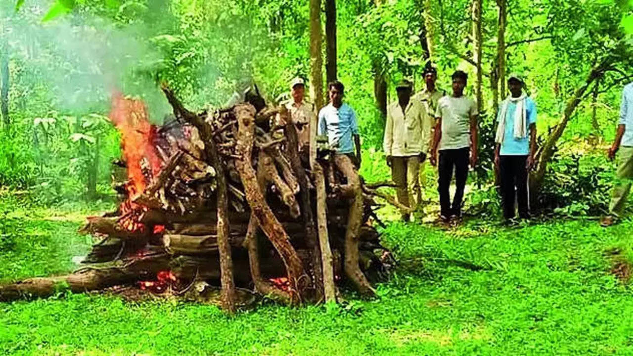 Wild bear dies after munching crude bomb in MP’s Balaghat forest