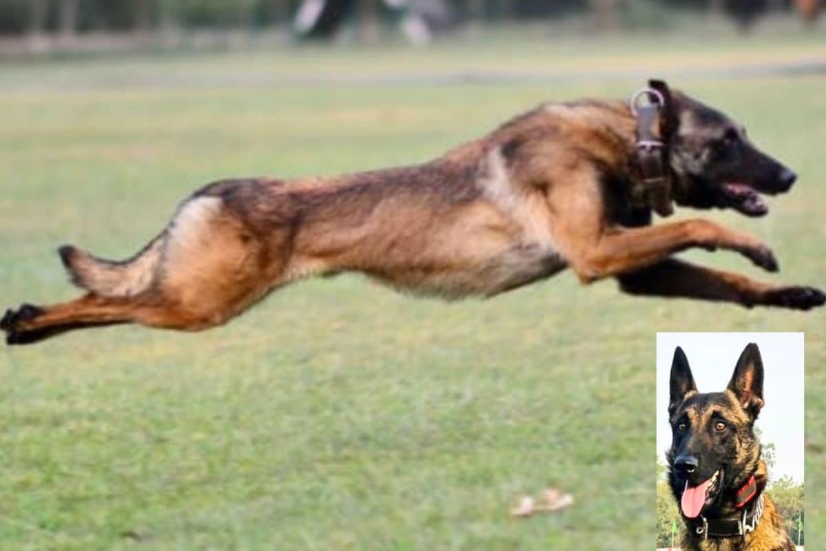 ‘Supreme Sacrifice Of True Hero’: Army Dog ‘Phantom’ Killed In Akhnoor Encounter