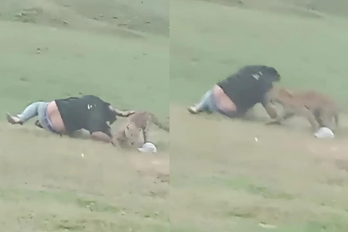 ‘Come, Come, Come…’: 3 Men Tease Leopard In MP’s Shahdol, Then It Mauled Them | Video