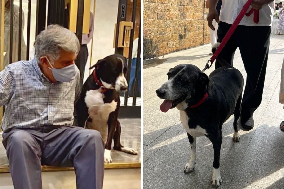 Ratan Tata’s Office Companion Dog ‘Goa’ Among Sea Of Mourners At Mumbai’s NCPA | Exclusive