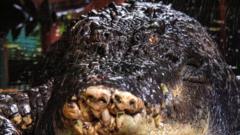 World’s largest crocodile in captivity dies