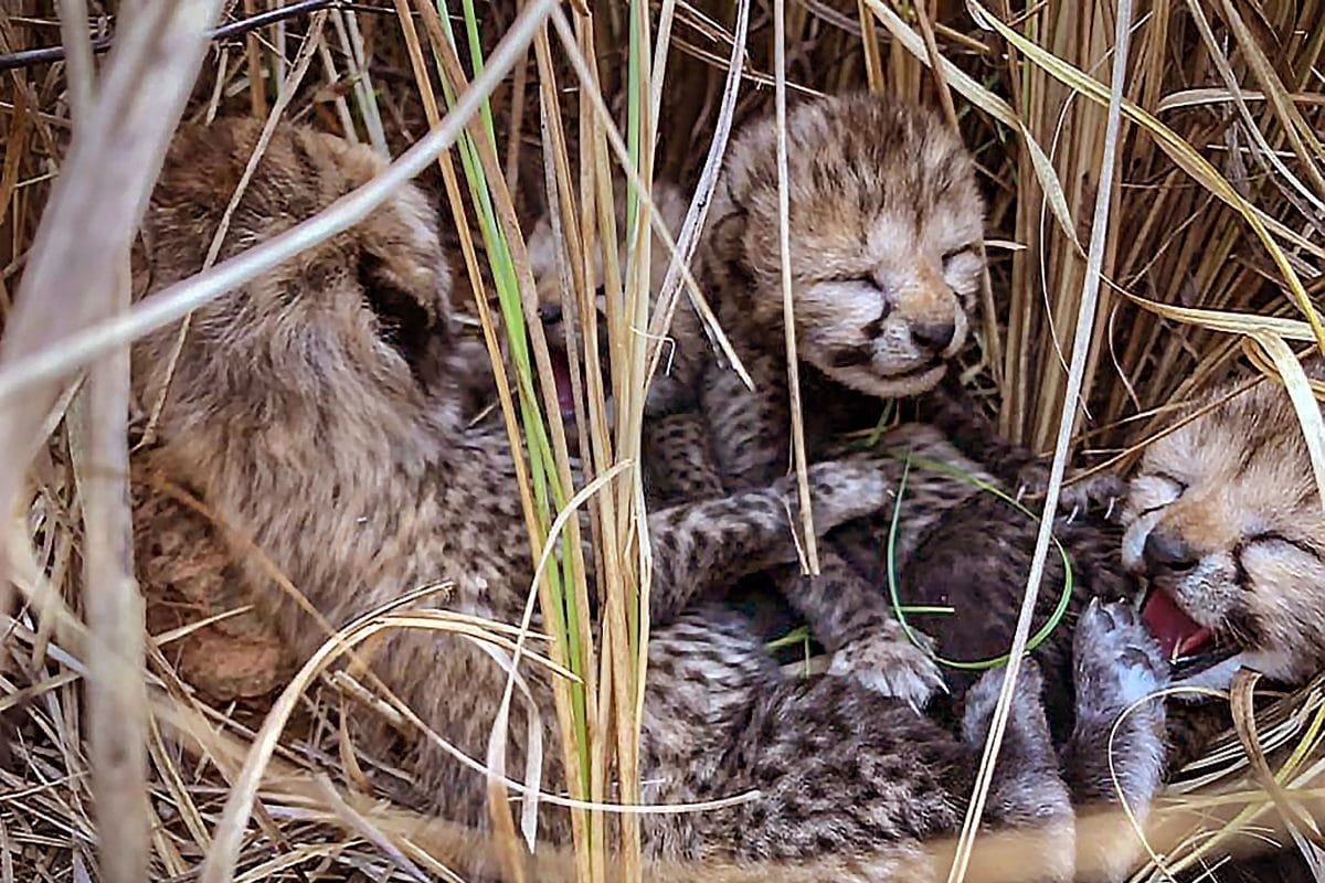 Two Cubs Born To African Cheetah Neerva Found Dead, Mutilated At MP’s Kuno Park