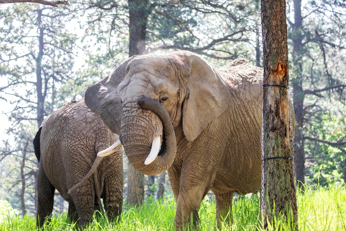 3 Elephants Electrocuted After Stepping On Live Wire Meant For Wild Boars In Odisha