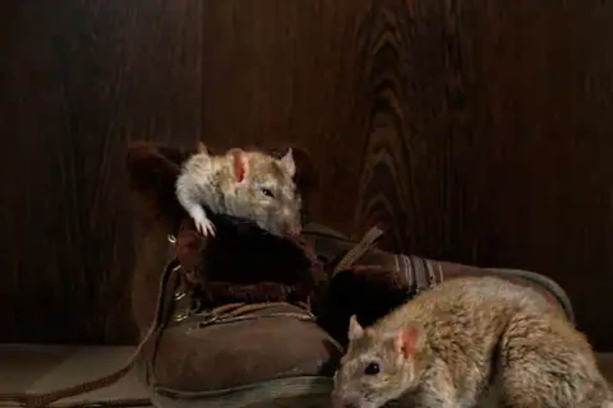 Rats Gnaw Dead Man’s Eye In Patna Hospital; 2 Nurses Suspended