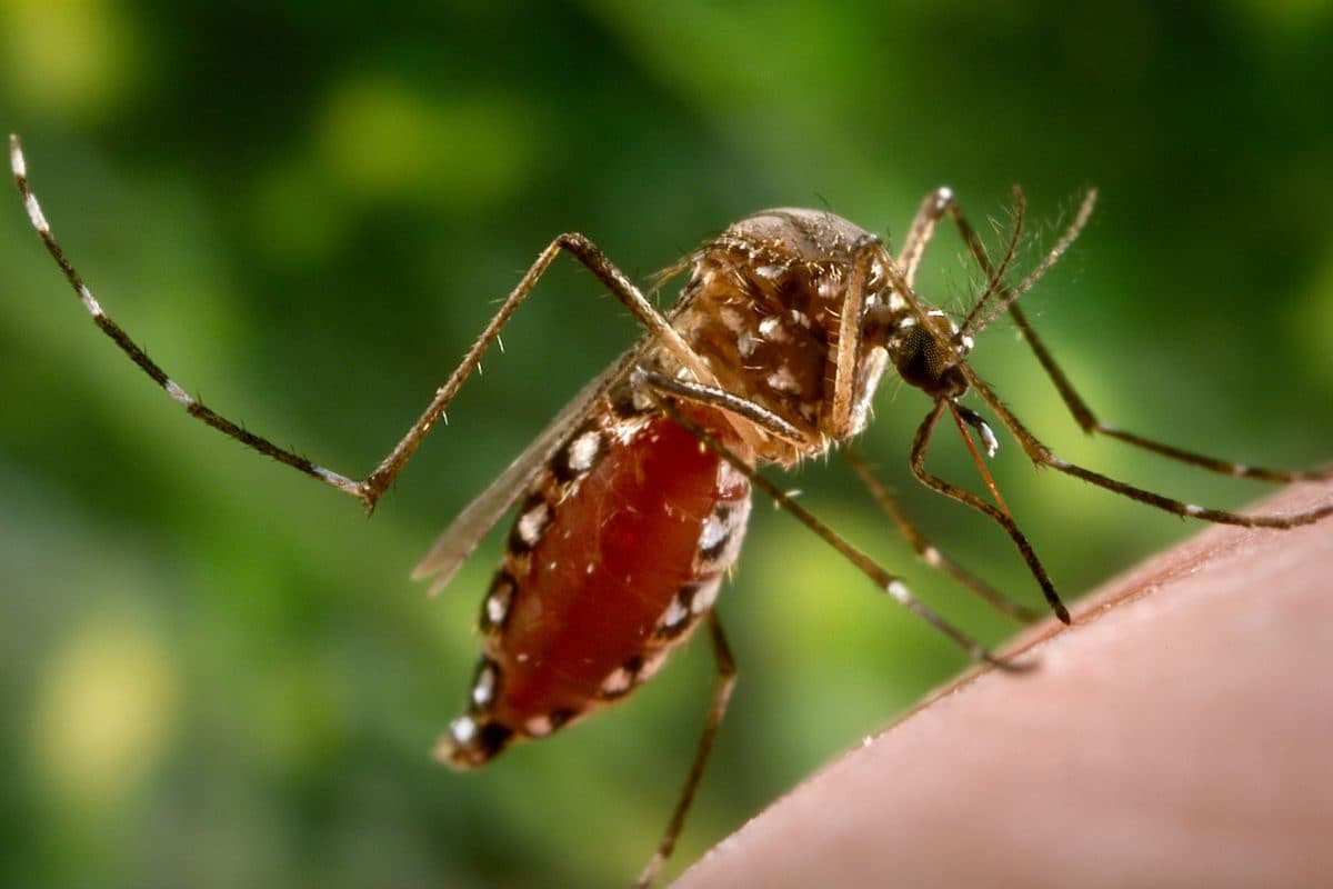 Nearly 50% Of Madhya Pradesh’s Dorani Village Infected With Chikungunya