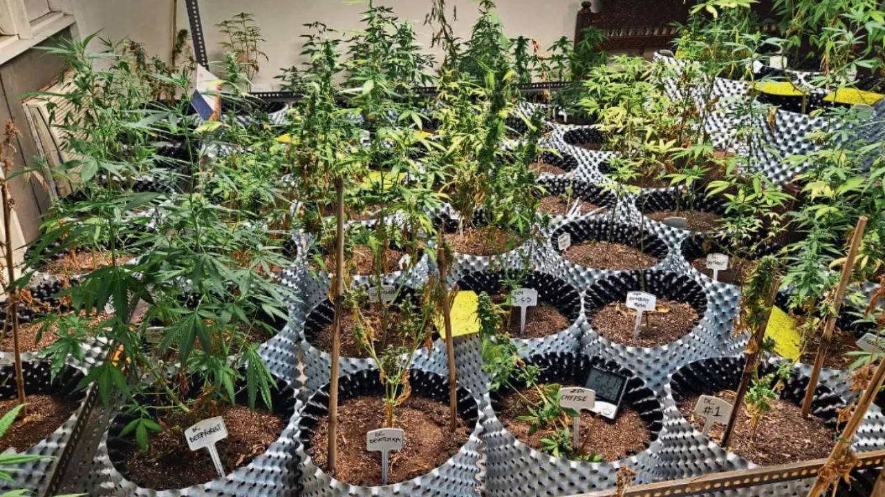Weed garden in Gr Noida flat unearthed: Bought seeds online; used AC, lights 24×7