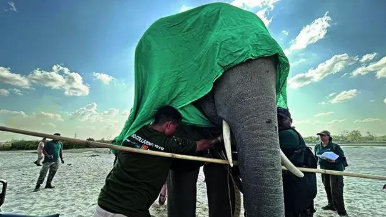 Collaring chaos to save lives, crops in Assam’s elephant corridors