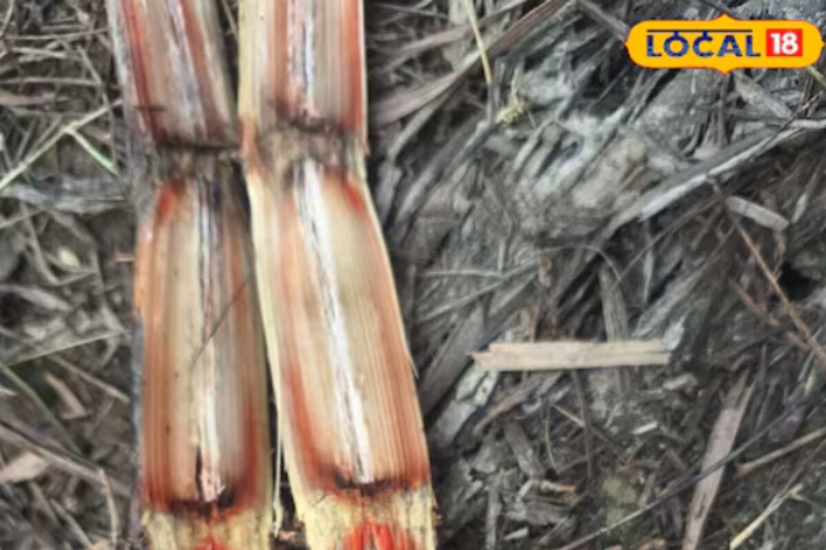 What Is Red Rot Disease Threatening Sugarcane In Lakhimpur Kheri?