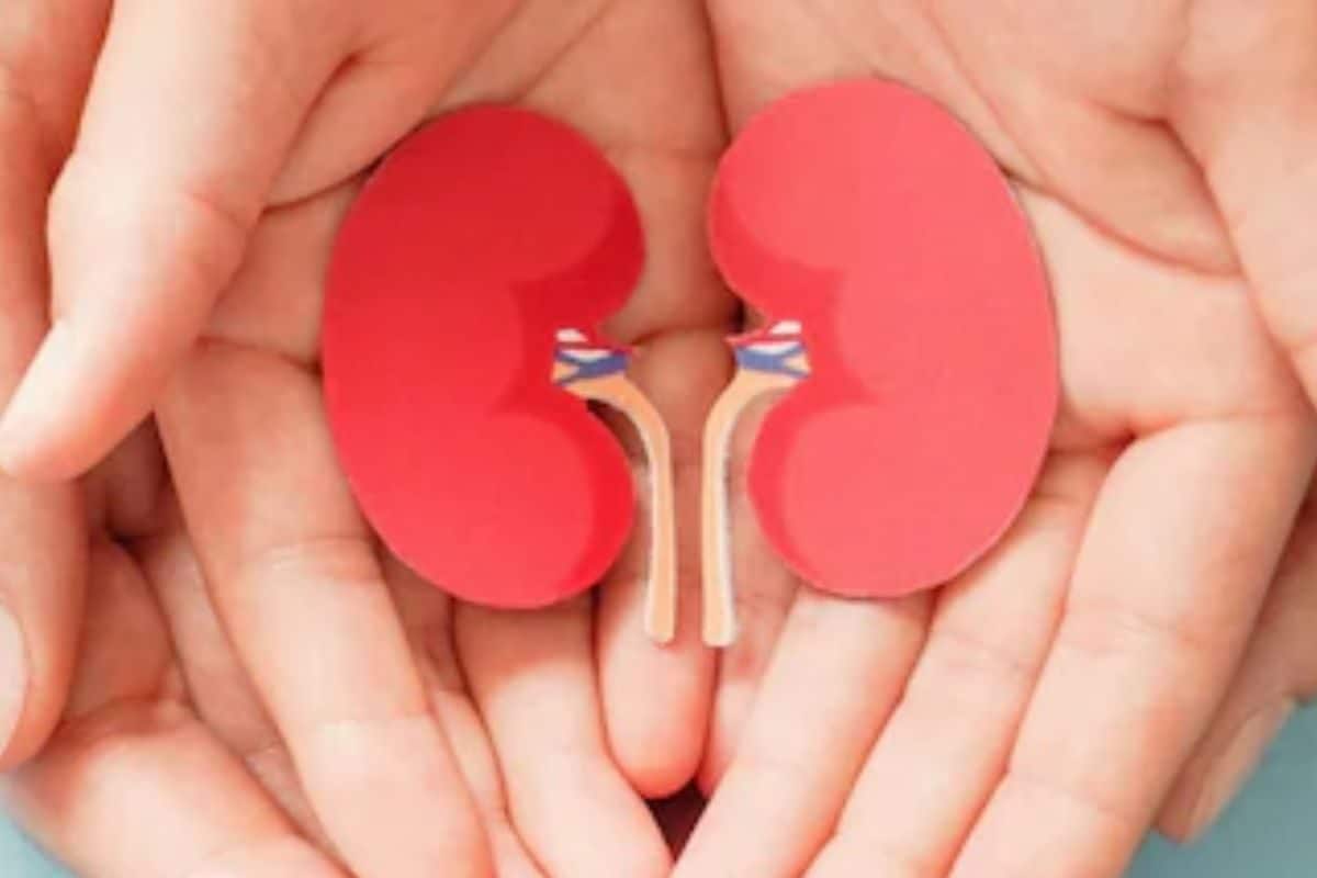 Like Brain, Kidney Too Has Memory: Can It Pave Way For Treatments? Health Matters
