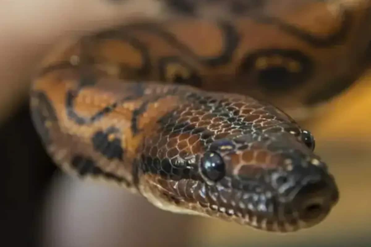 3 L Cases, 2,000 Deaths A Year: Snakebite Now ‘Notifiable Disease’, Reporting By States & UTs Mandatory