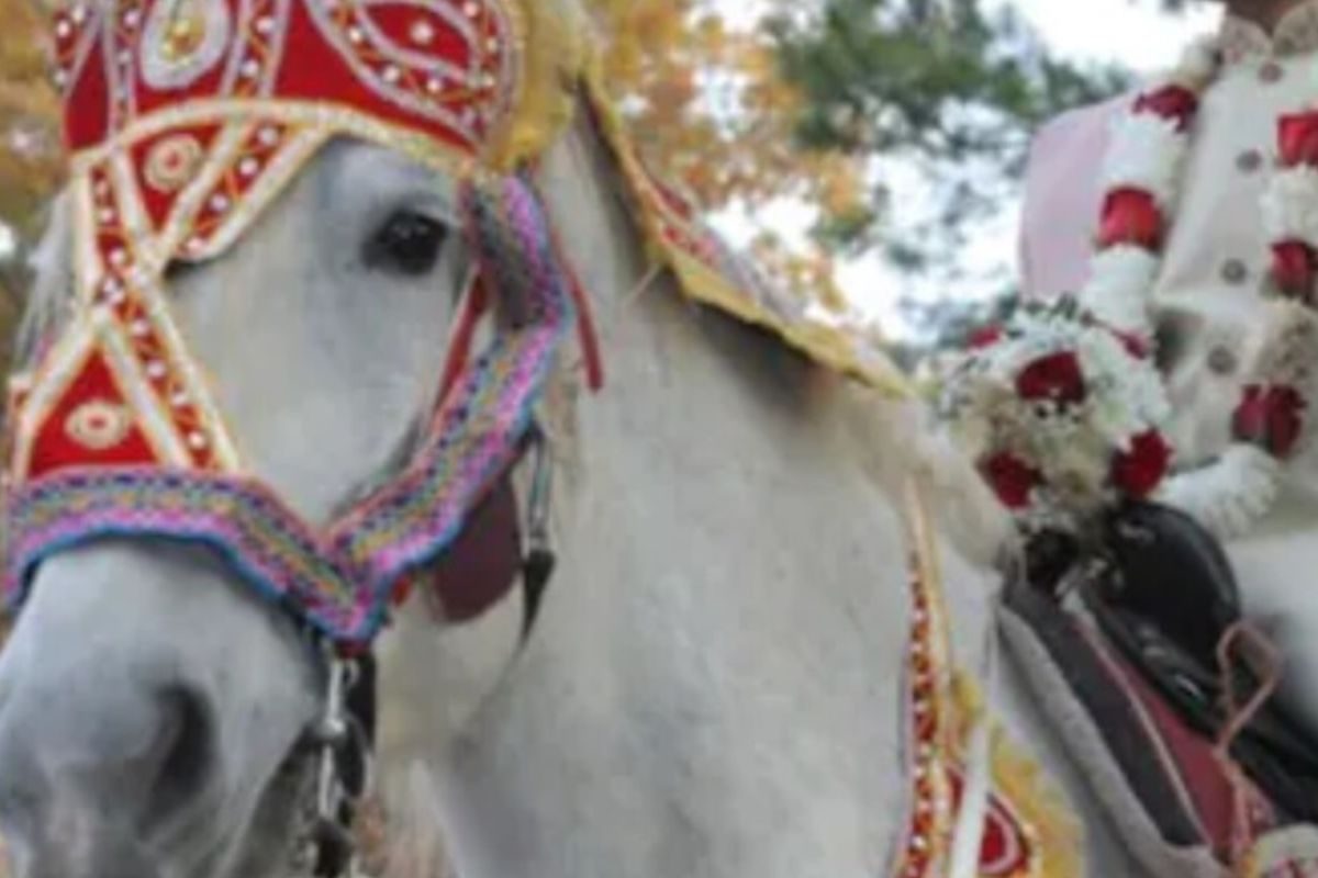 Police Outnumber ‘Baraatis’ To Ensure Peaceful Mare Ride For Dalit Groom In Rajasthan Village