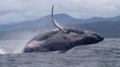 Whale makes epic migration, astonishing scientists