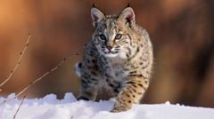Bird flu kills 20 big cats at US animal sanctuary