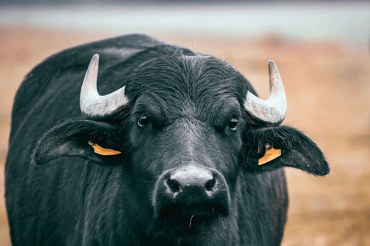 Bovine Intervention: Buffaloes Seized By Jodhpur Police Released After Their Calves ‘Prove’ Ownership