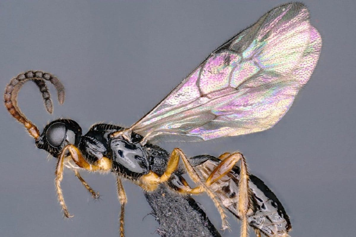 Tiny, Parasitic & Fascinating: 5 New Species Of Rare Darwin Wasps Discovered in India And Thailand