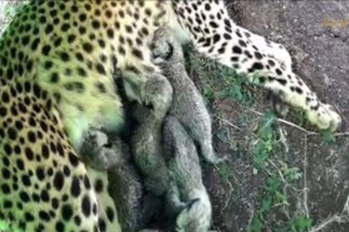 In Boost To India’s Cheetah Conservation Efforts, 5 Cubs Born At Anant Ambani’s Vantara