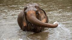 ‘Stressed’ elephant kills Spanish tourist in Thailand