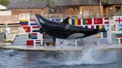 ‘Humans are all they know’ – Fate of whales uncertain as marine zoo shuts