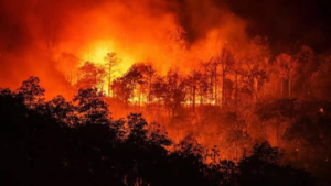 From backyard of Palisades Highlands: How the devastating LA wildfire started